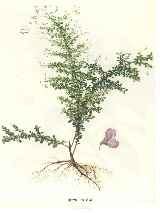 灵草师